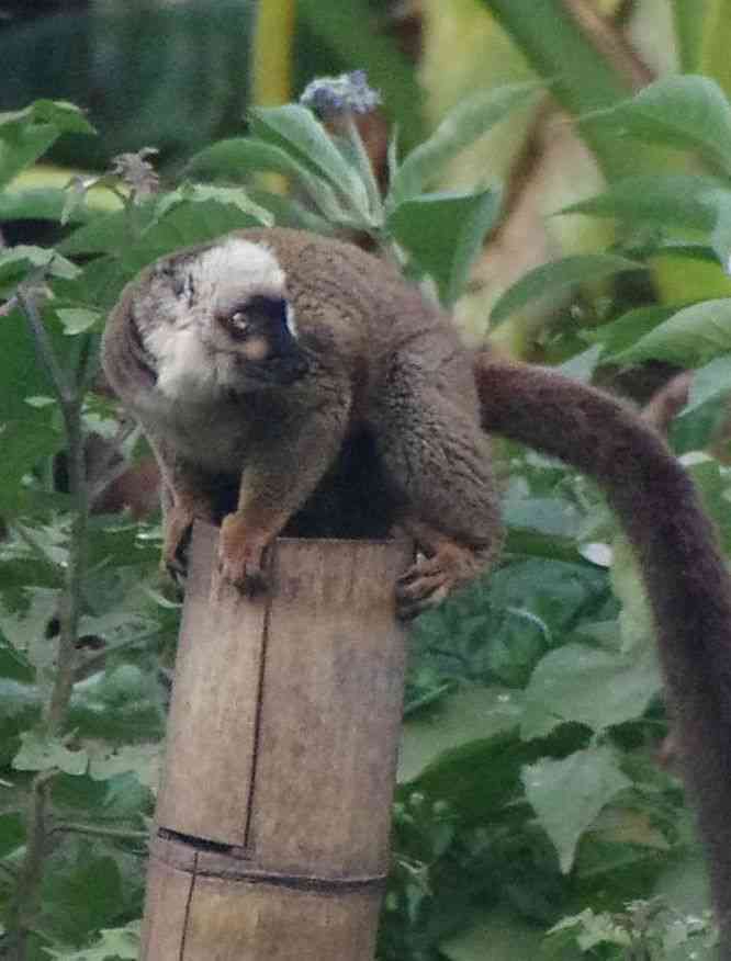 Parc botanique et zoologique de Tananarive. Lémuriens de différentes espèces, le 1ᵉʳ août 2018