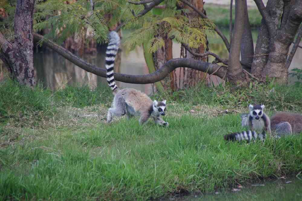 Parc botanique et zoologique de Tananarive. Lémuriens de différentes espèces, le 1ᵉʳ août 2018