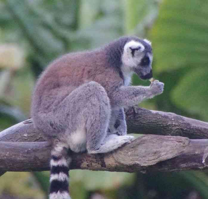 Parc botanique et zoologique de Tananarive, le 1ᵉʳ août 2018