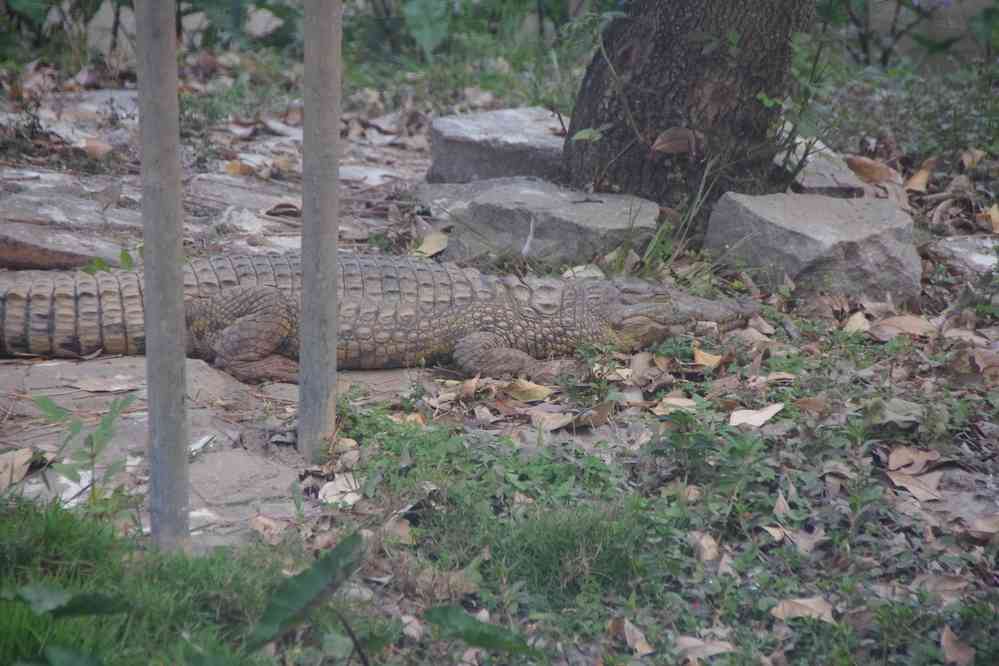 Parc botanique et zoologique de Tananarive, le 1ᵉʳ août 2018