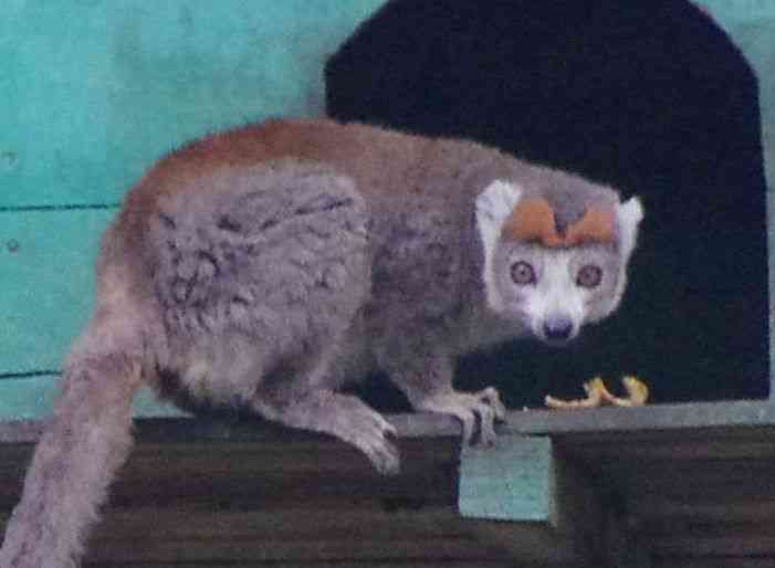 Parc botanique et zoologique de Tananarive. Lémuriens de différentes espèces, le 1ᵉʳ août 2018