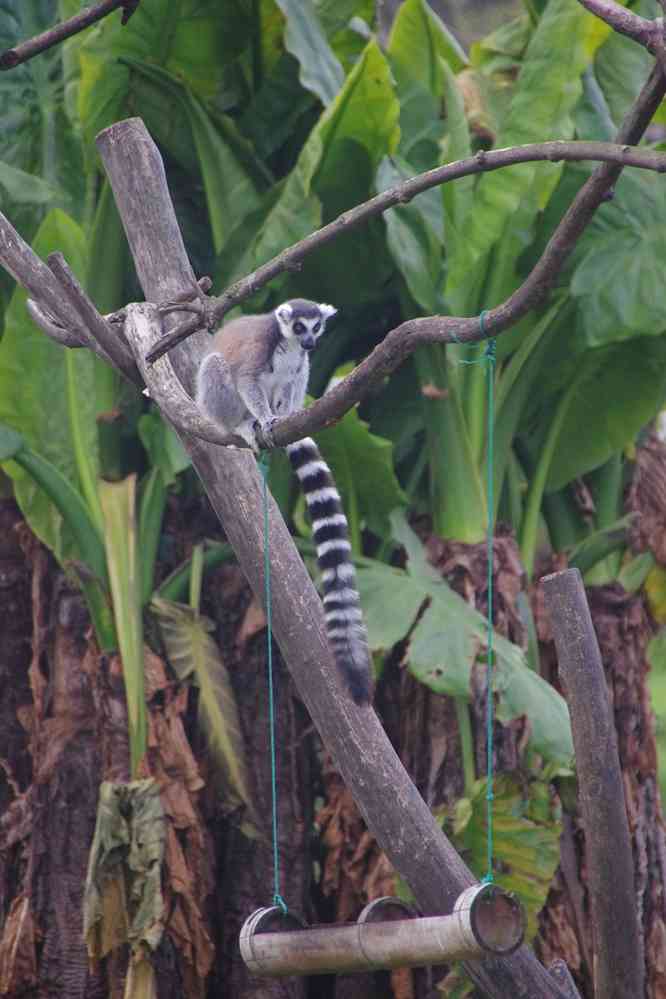 Parc botanique et zoologique de Tananarive. Différentes espèces de lémuriens, le 1ᵉʳ août 2018