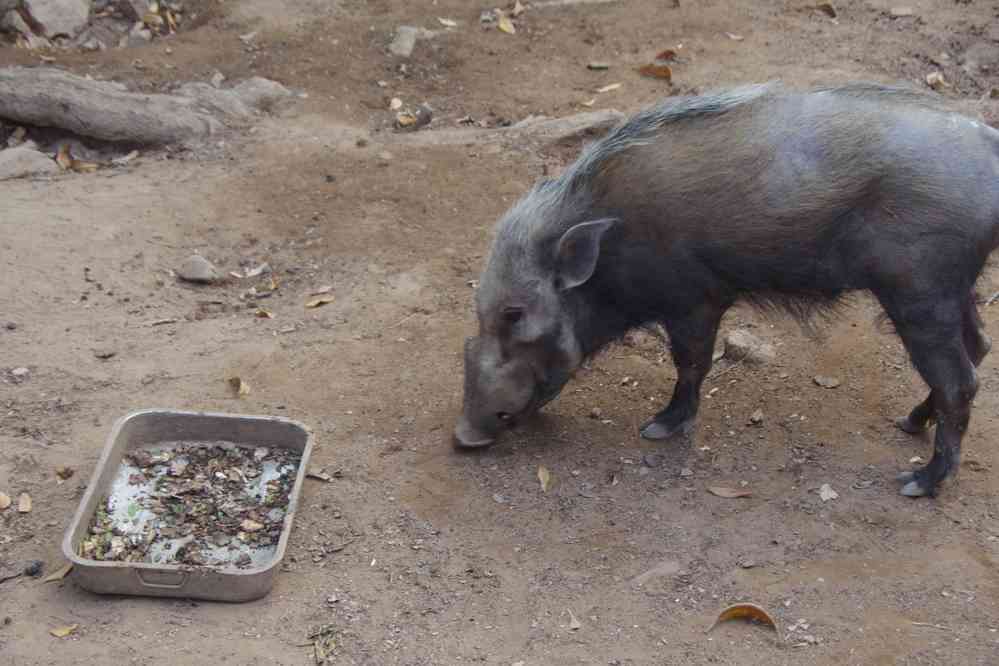 Parc botanique et zoologique de Tananarive. Le fameux potamochère, le 1ᵉʳ août 2018