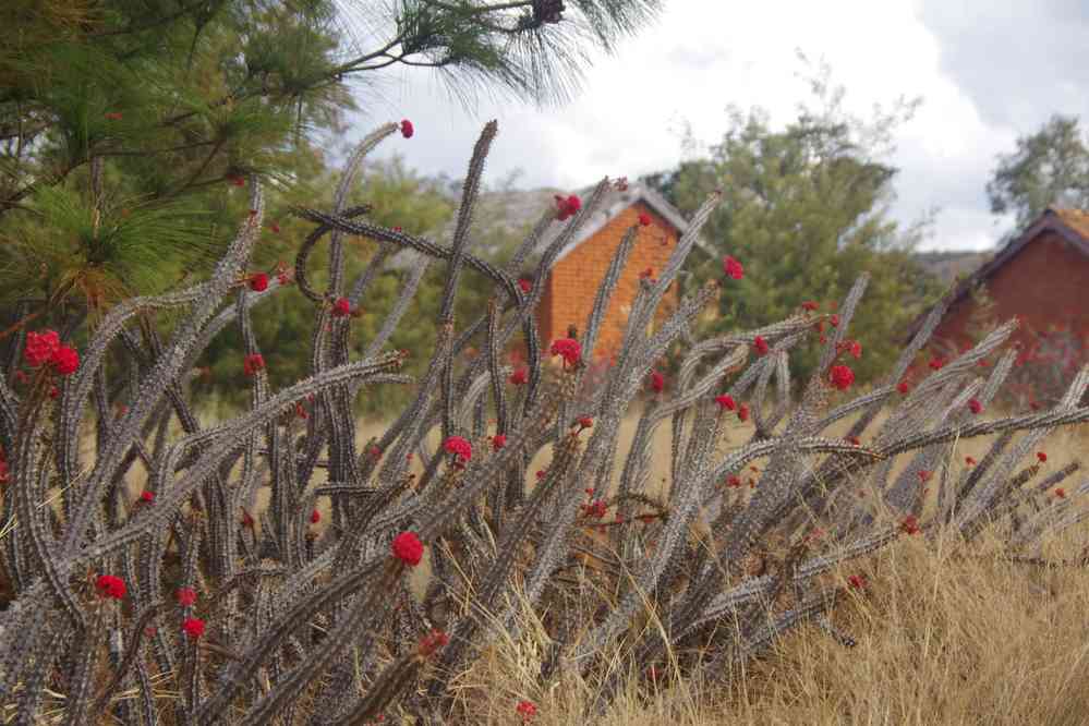 Randonnée vers la colline royale d’Ambohimanga. Sorte de cactus, le 2 août 2018