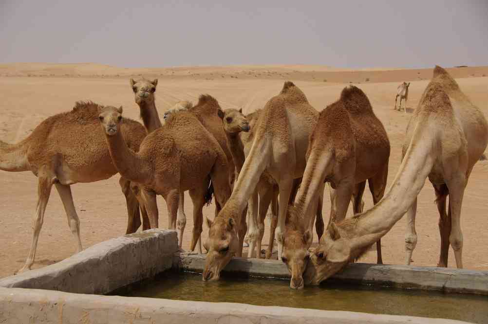 Abreuvoir à chameaux, le 31 mars 2012