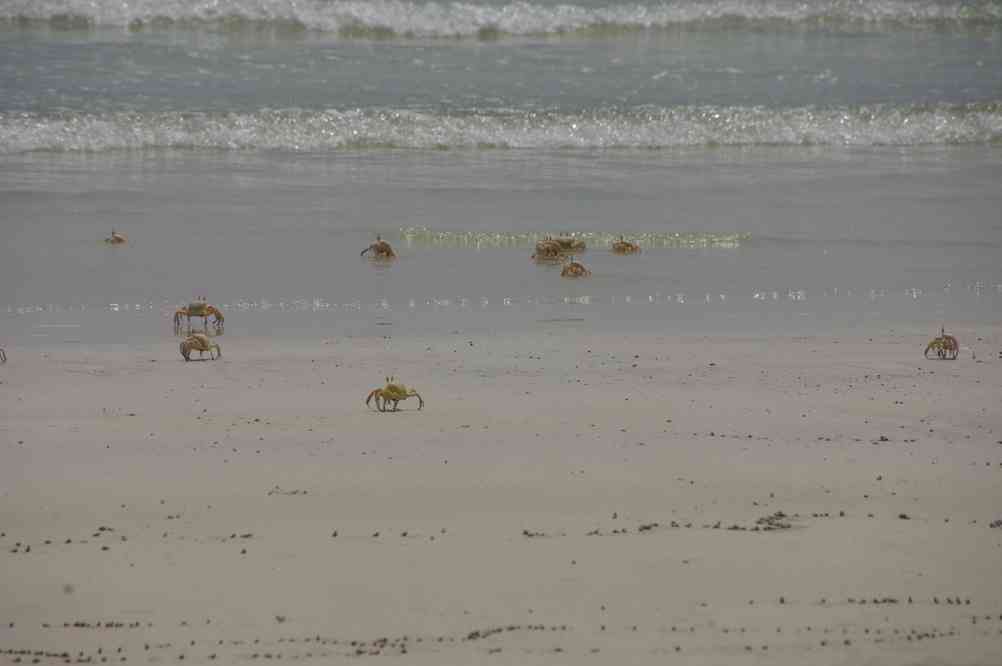 Armée de crabes fantômes (2 avril 2012)