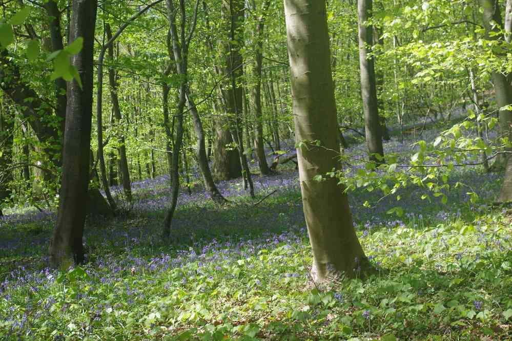 Forêt de Compiègne (parterre de jacinthes)