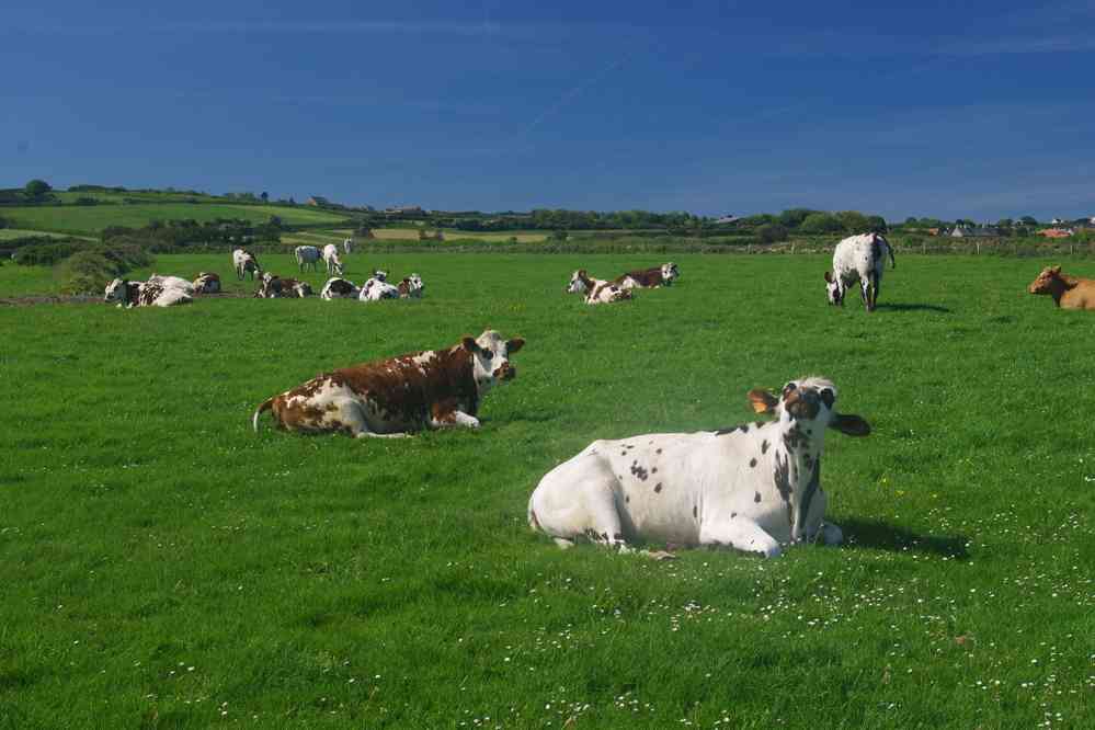 Vaches normandes. Le samedi 1ᵉʳ juin 2019