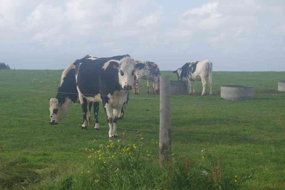 Vaches normandes.
