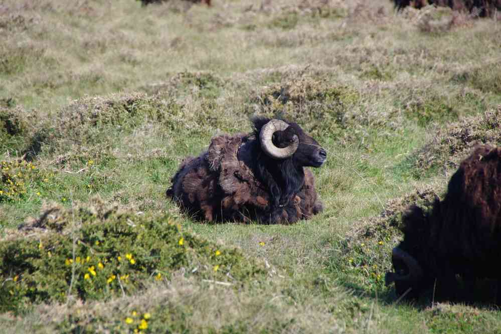 Le mouton noir de la Bretagne