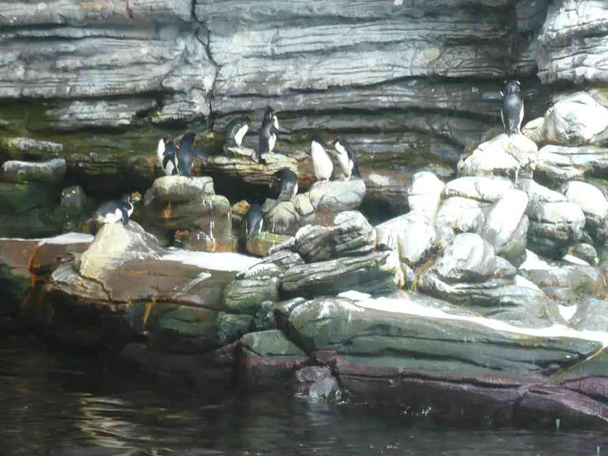 Et quelques pingouins. Le lundi 5 avril 2010