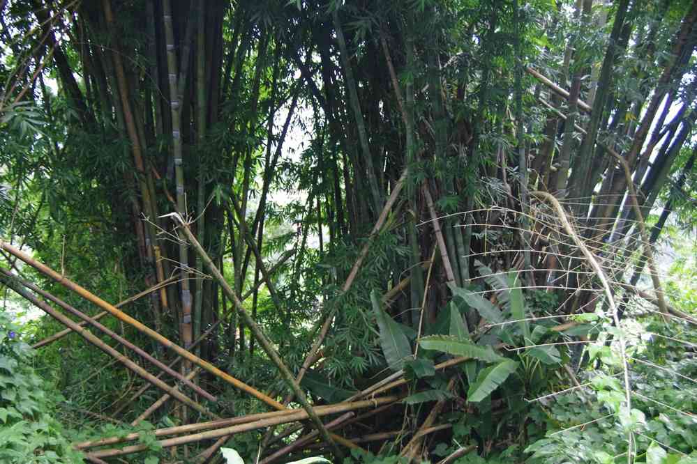 Forêt de bambous près d’Hell-bourg.