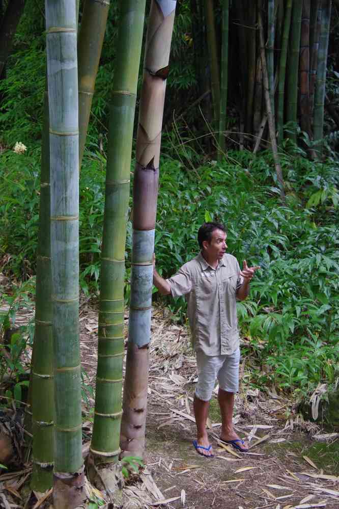 Notre guide Jean-Yves prodiguant des explications sur les bambous. Près d’Hell-bourg