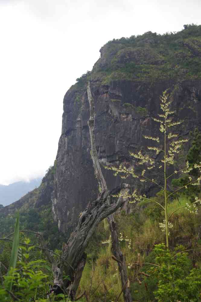 Sentier en direction de Cilaos. Piton de Sucre, site d’escalade. Le lundi 4 mai 2015