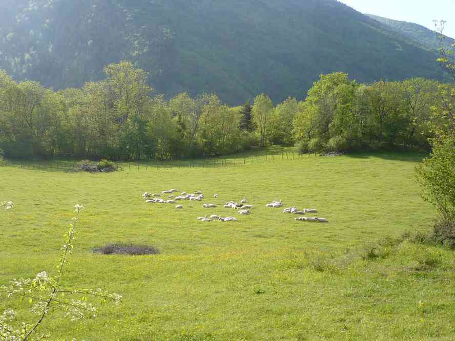 Moutons. Le dimanche 20 mai 2012