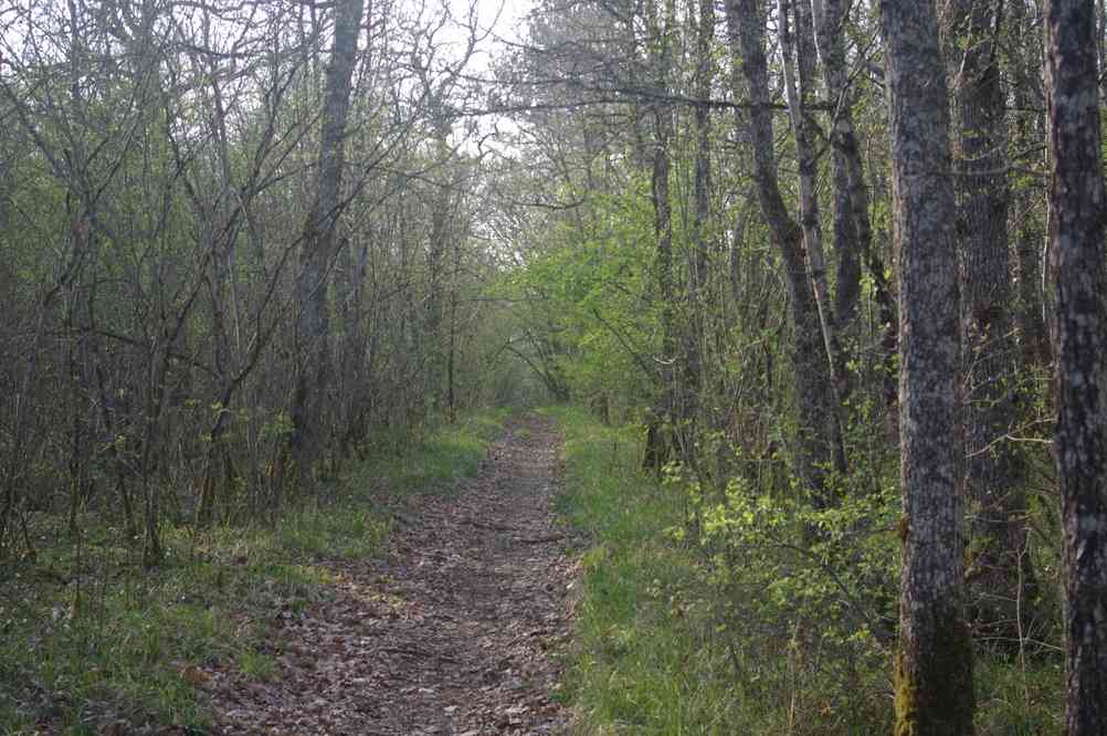 Dernière balade en forêt. Le dimanche 21 avril 2013