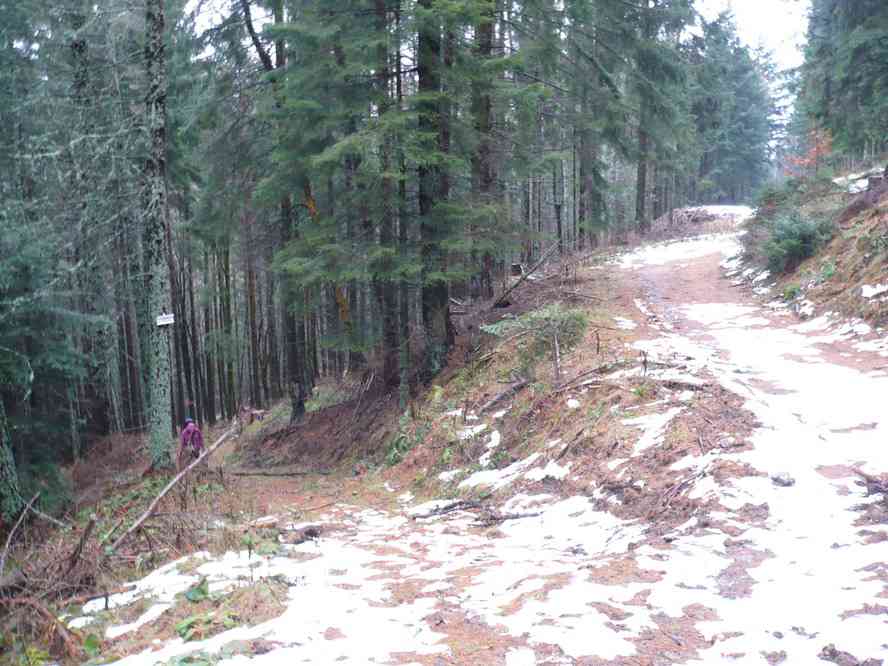 Dans la forêt entre Linthal et Obersengern. Le mercredi 30 décembre 2009