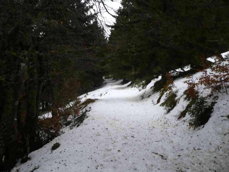 Dans la forêt entre Bockwasen et le petit Ballon. Le jeudi 31 décembre 2009