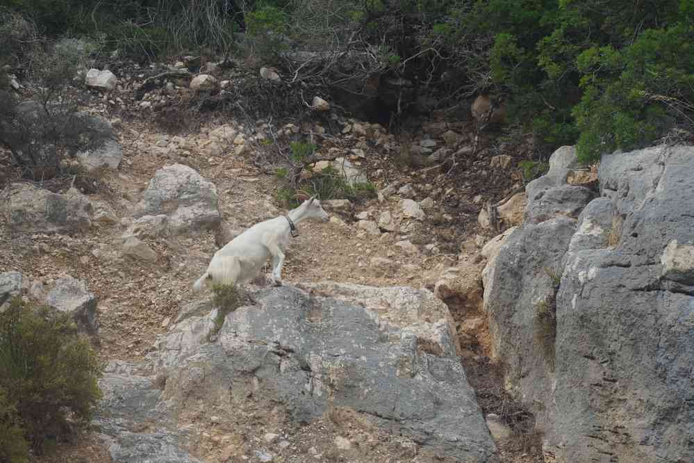 Chèvre sur le sentier côtier, le 6 septembre 2022