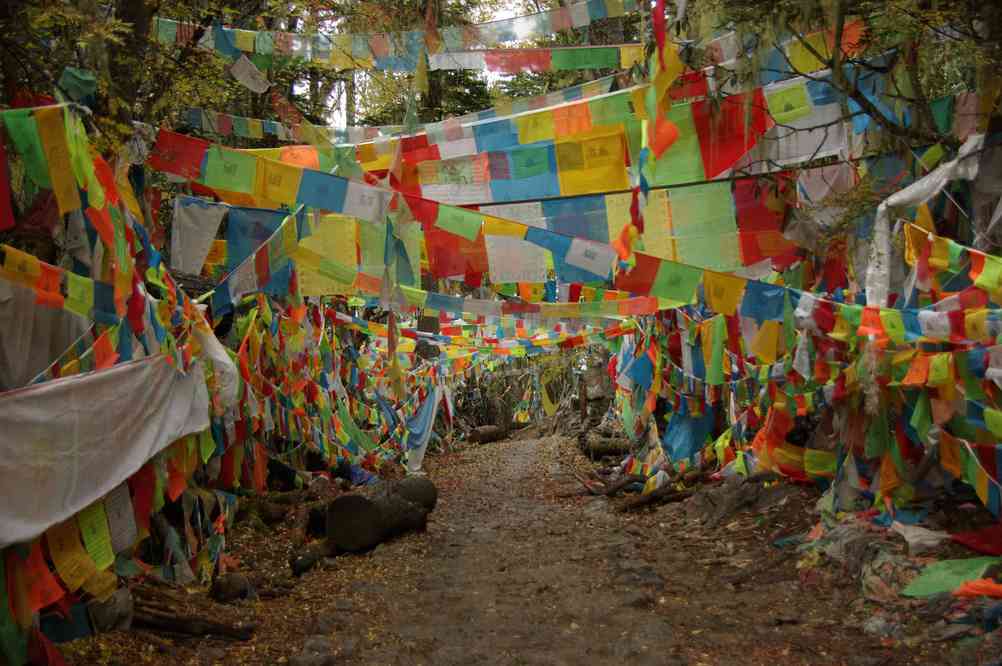 La poubelle n°8 dans une jungle de drapeaux à prières, le 23 octobre 2010