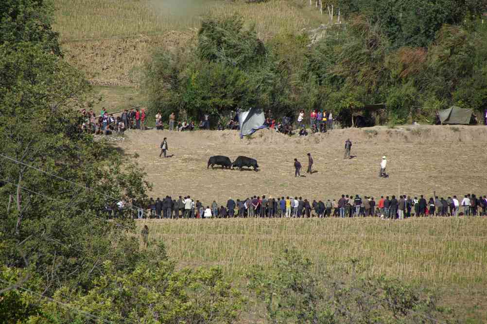 Combat de dzos organisé par la population de Yong-tsong (永宗 Yongzong), le 26 octobre 2010